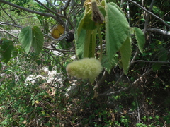 Helicteres jamaicensis