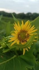 Silphium perfoliatum