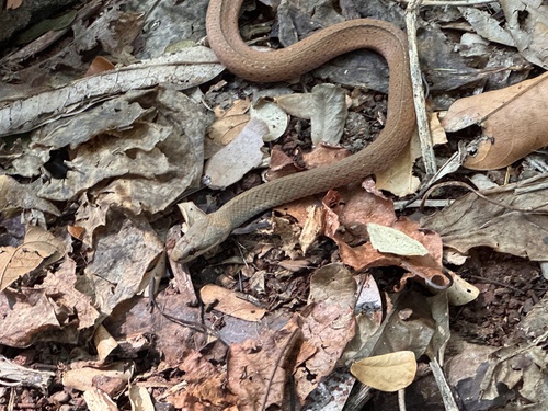 Photo of a White-lipped Smooth Snake (Liophidium torquatum)