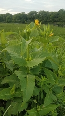 Silphium perfoliatum