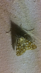 Elophila nymphaeata