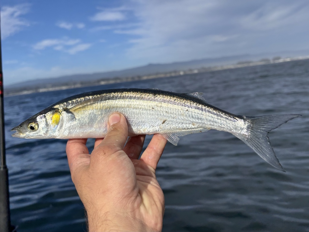 Jacksmelt