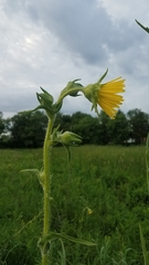 Silphium laciniatum
