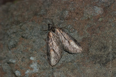 Chesias isabella