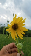Silphium laciniatum