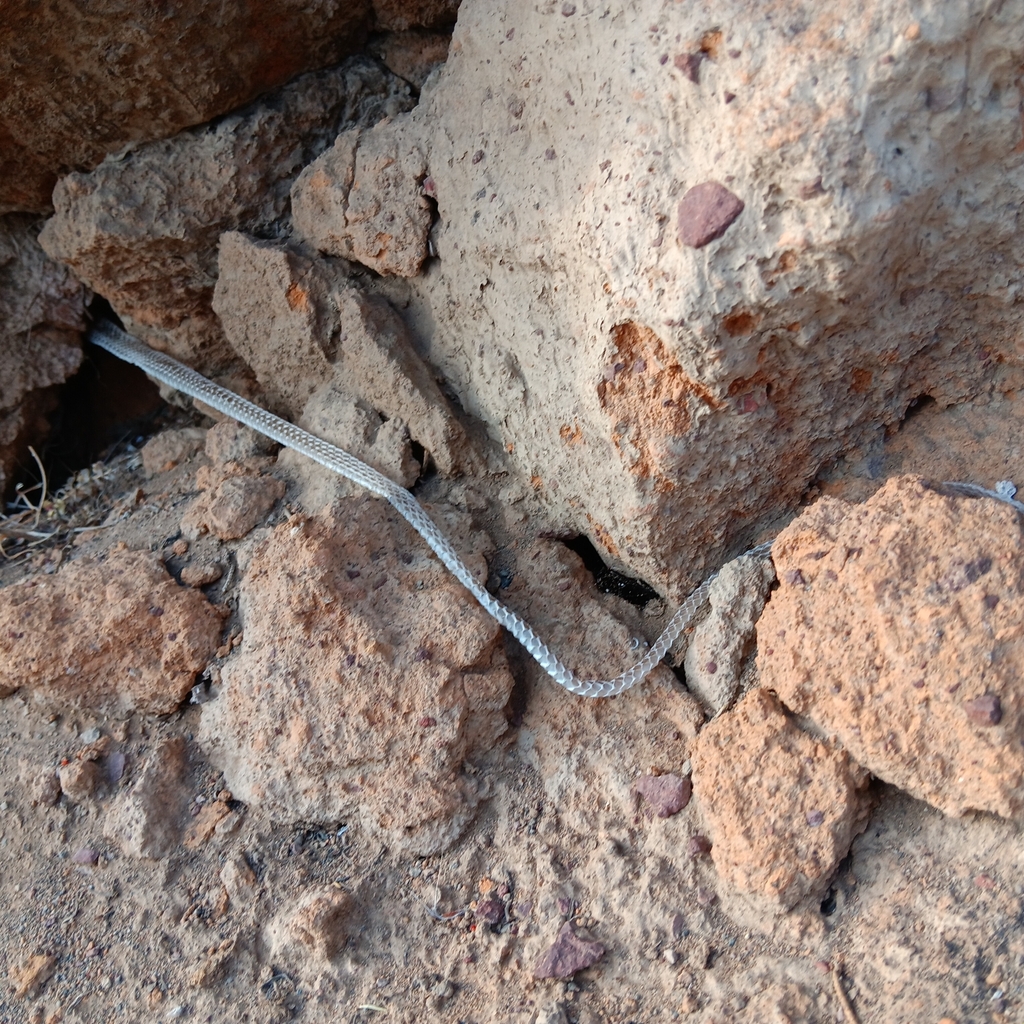 Striped Whipsnake