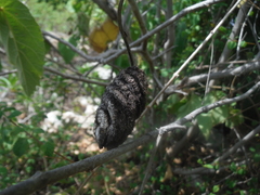 Helicteres jamaicensis