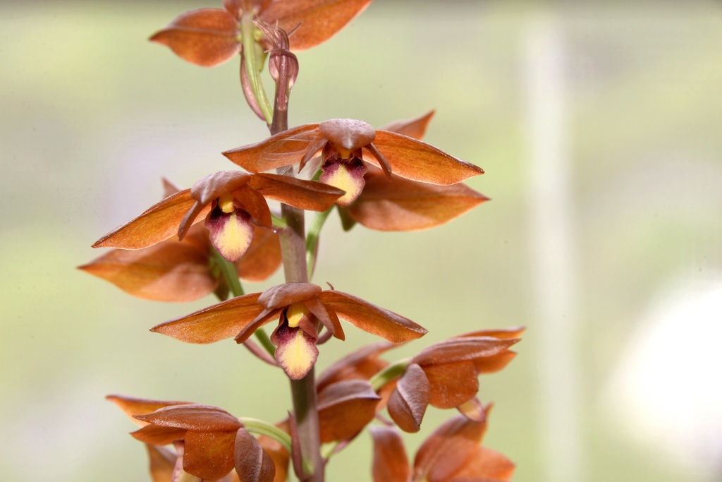 Eulophia zollingeri