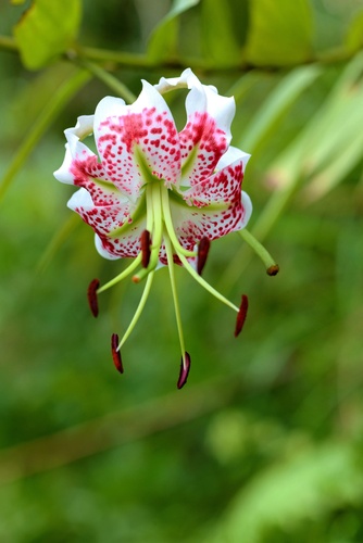 Lilium speciosum iNat (2)
