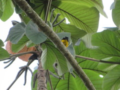 Euphonia luteicapilla