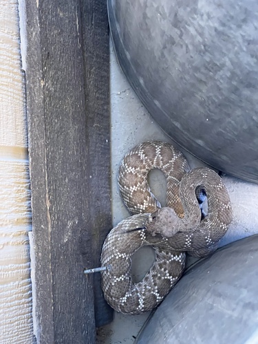 iNaturalist observation photo of Red Diamond Rattlesnake