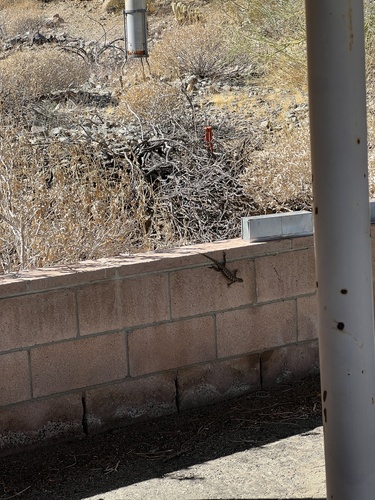 iNaturalist observation photo of Desert Spiny Lizard