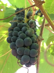 Vitis tiliifolia