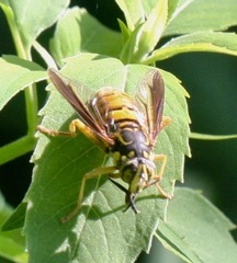 Spilomyia alcimus