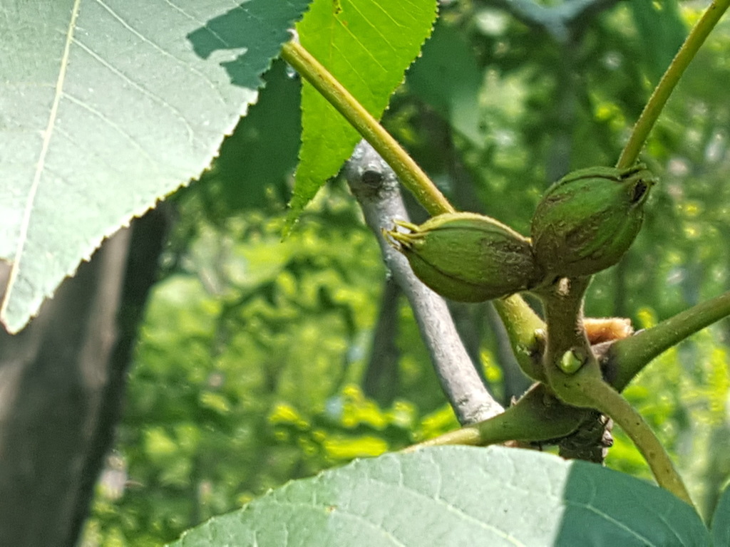 shagbark hickory from Middlesex, Massachusetts, United States on July 5