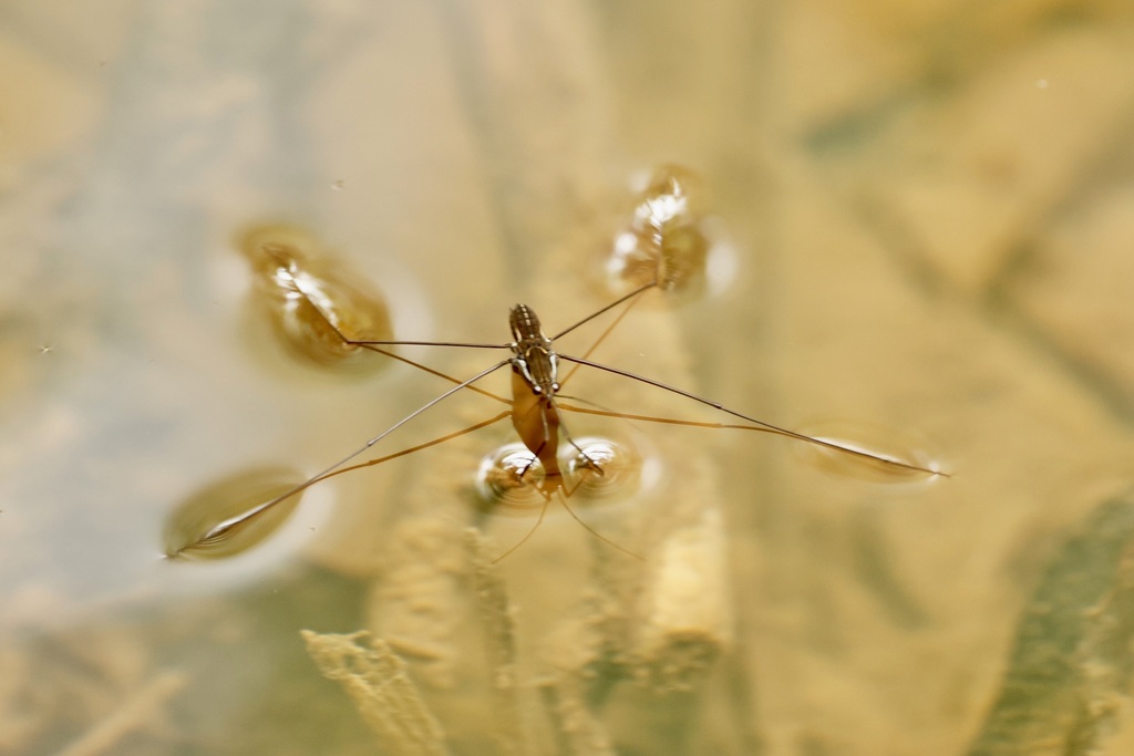 Limnometra faracii