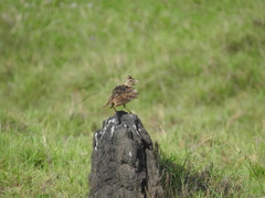 Alauda gulgula coelivox