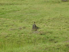 Alauda gulgula coelivox