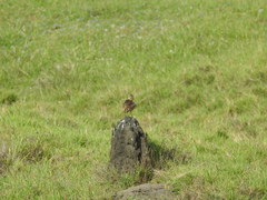 Alauda gulgula coelivox