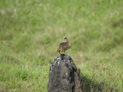 Alauda gulgula coelivox