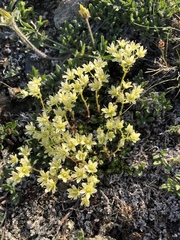 Saxifraga bronchialis funstonii