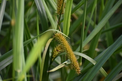 Carex comosa