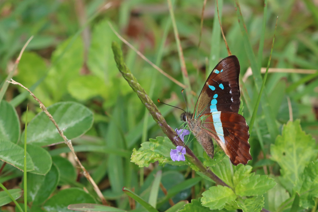 Graphium gelon