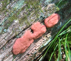 Tubifera magna