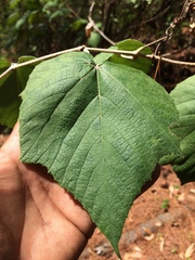 Vitis tiliifolia