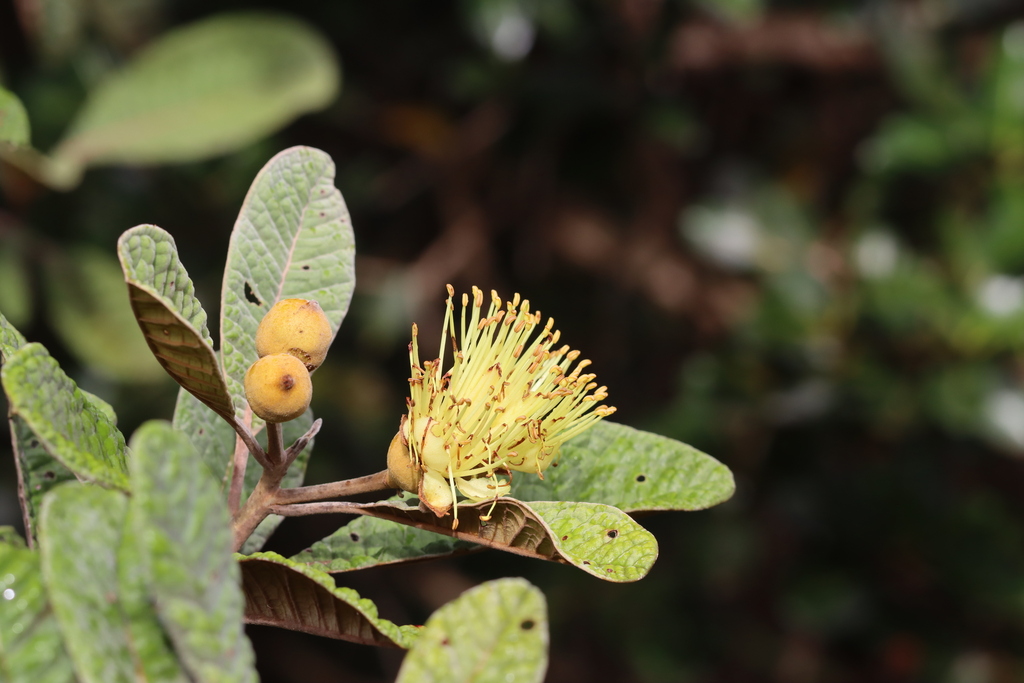 Pleurocalyptus pancheri