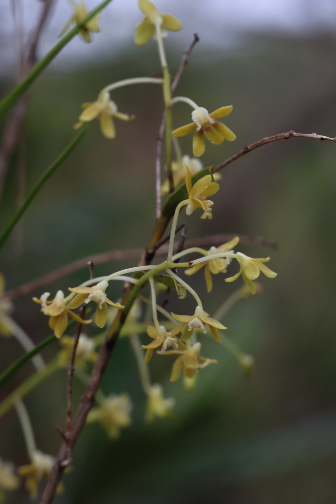 Dendrobium finetianum Schltr. 2