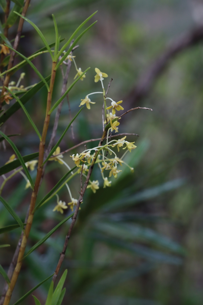 Dendrobium finetianum Schltr. 3