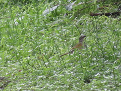 Arremonops conirostris