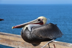 Pelecanus occidentalis
