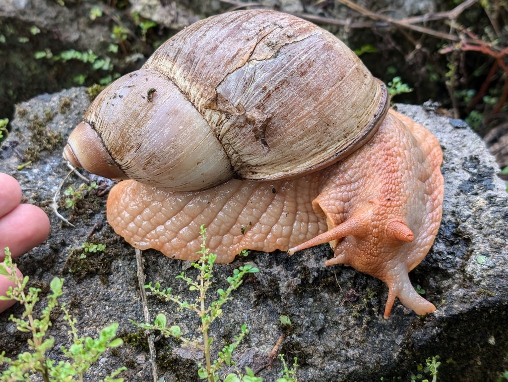 Megalobulimus popelairianus