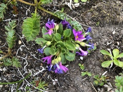 Primula cuneifolia