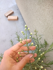 Erigeron bonariensis