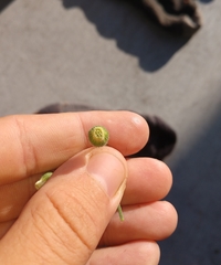 Erigeron bonariensis