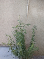 Erigeron bonariensis