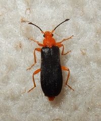 Neopyrochroa flabellata