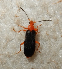 Neopyrochroa flabellata