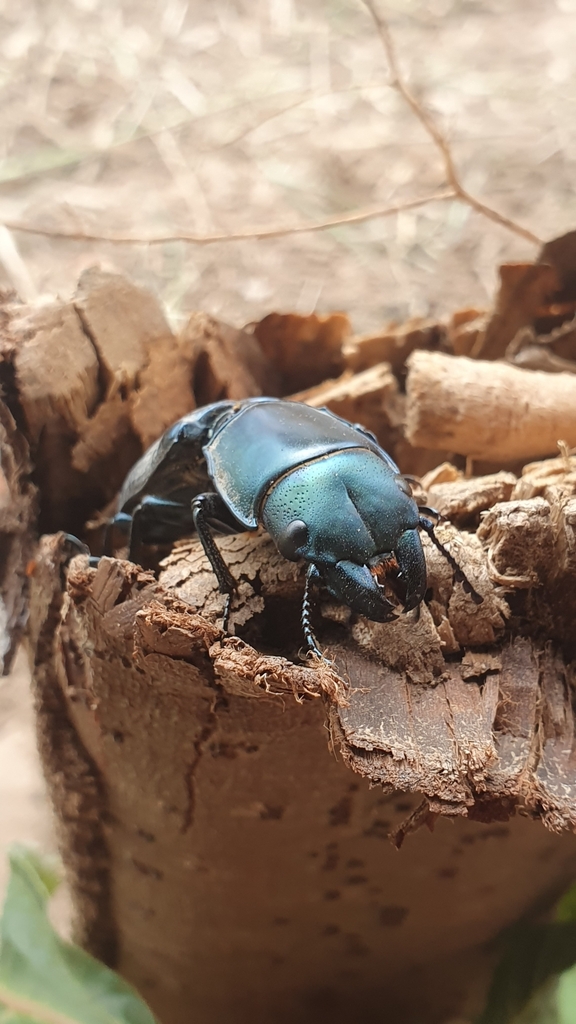 Temnoscheila colossus