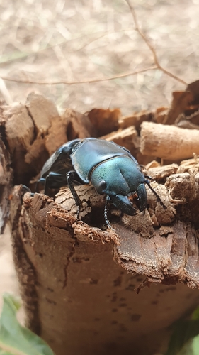 Temnoscheila colossus