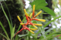 Guzmania sprucei