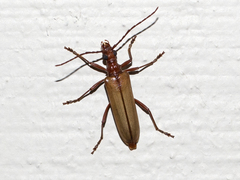 Centrodera decolorata