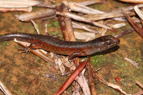 Marmorosphax tricolor observed 2022-07-16