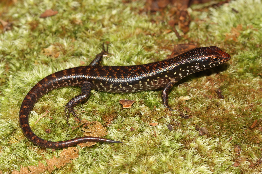 Marble-Throated Skink