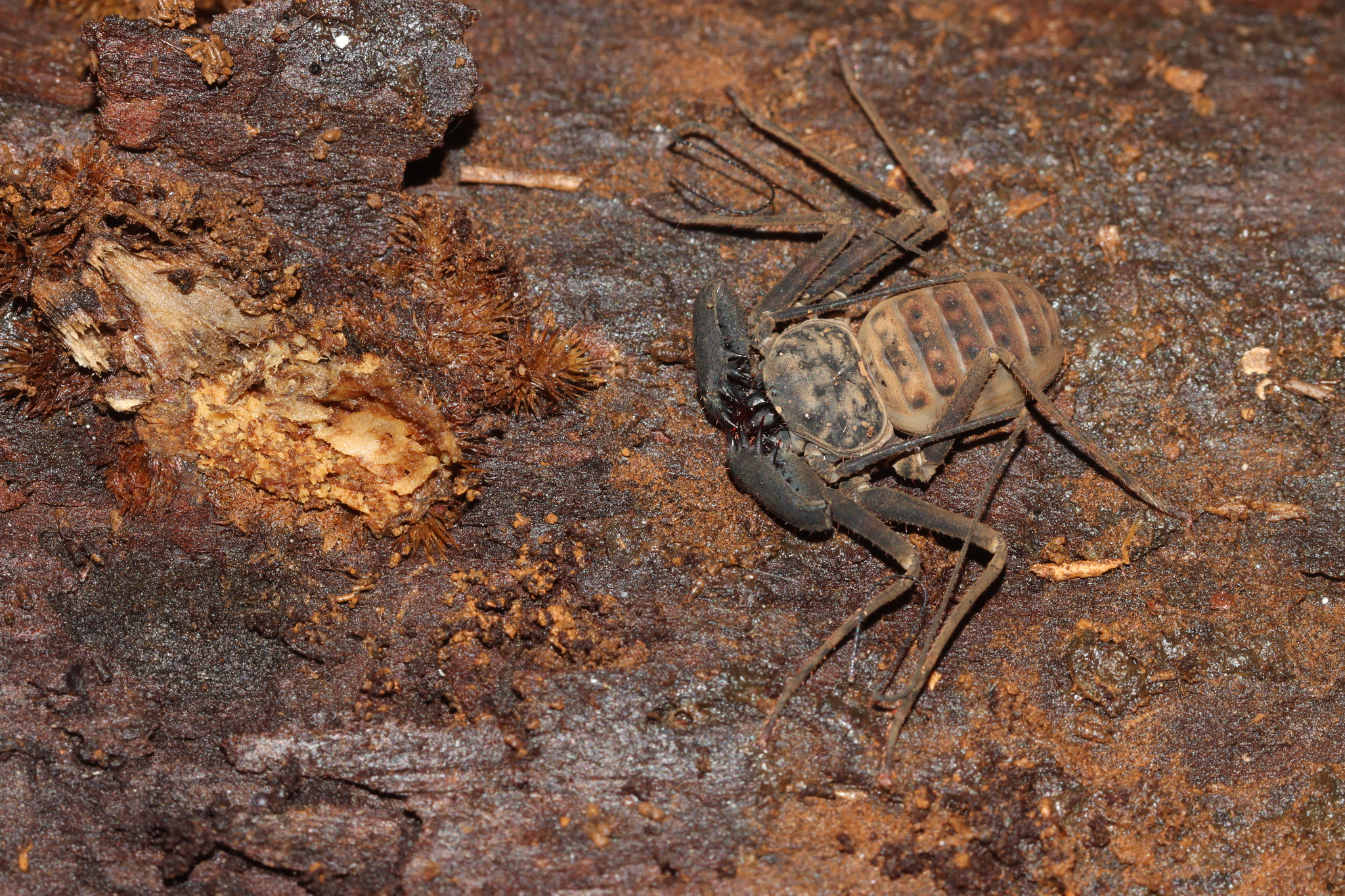 Charinus neocaledonicus Kraepelin, 1895