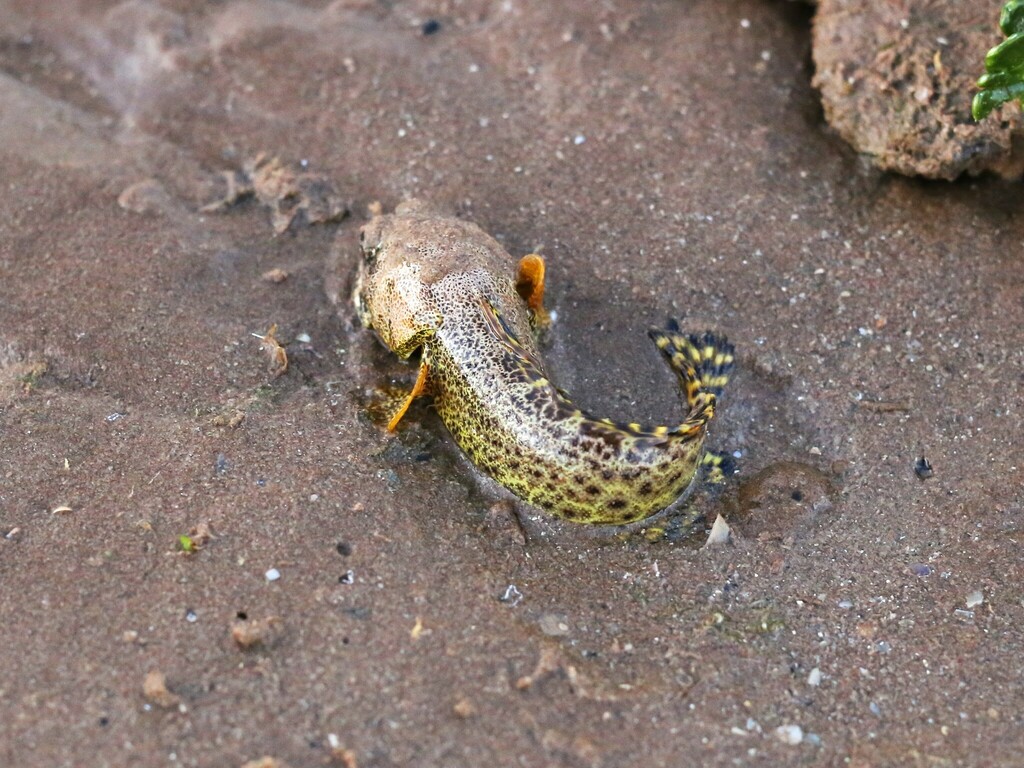 Darwin jawfish (Opistognathus darwiniensis) — Opistognathidae