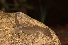 Roux's Giant Gecko photo 5